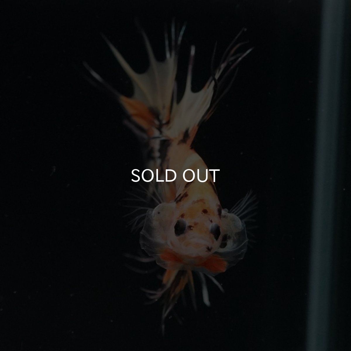 画像4: CT オレンジキャンディ (4)