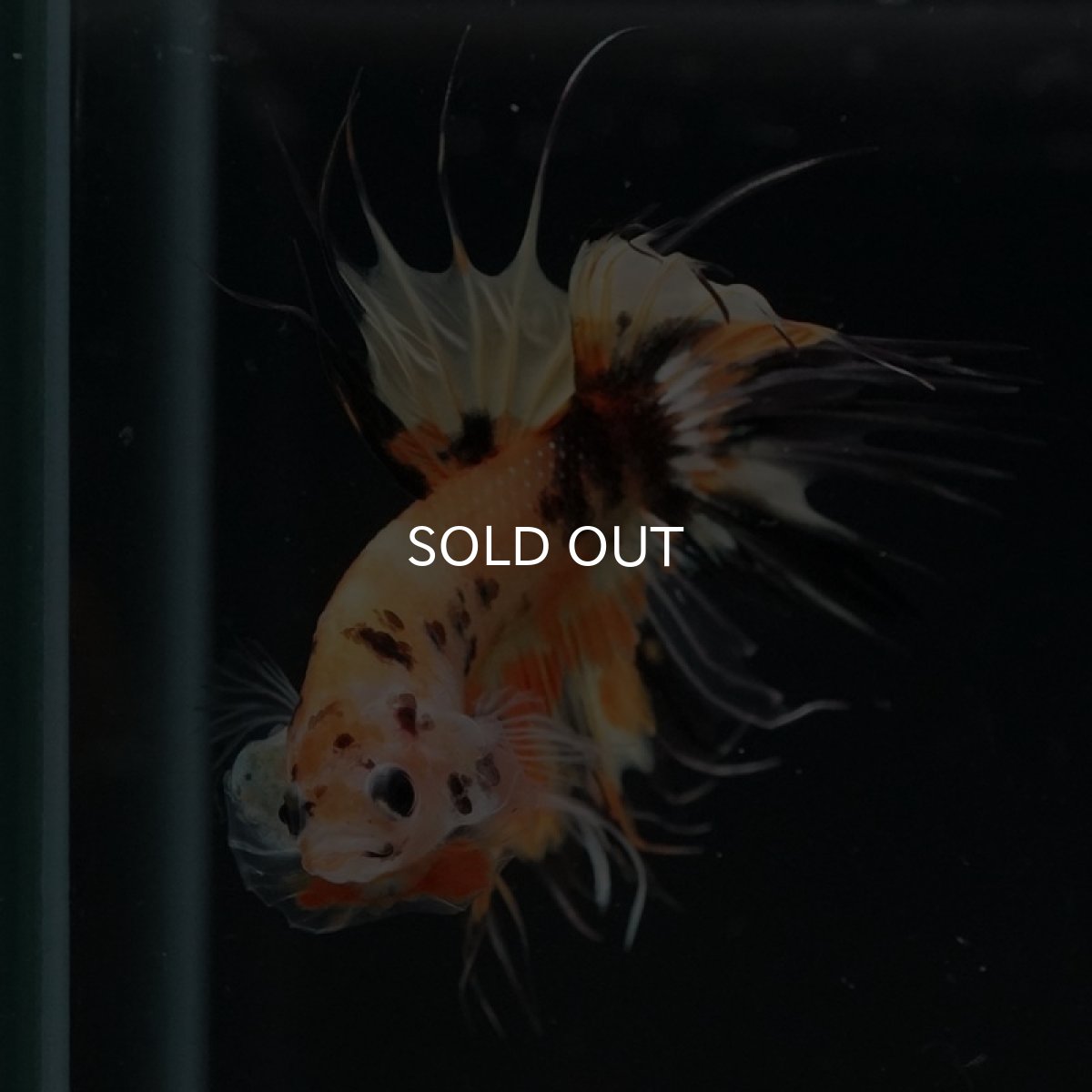 画像3: CT オレンジキャンディ (3)