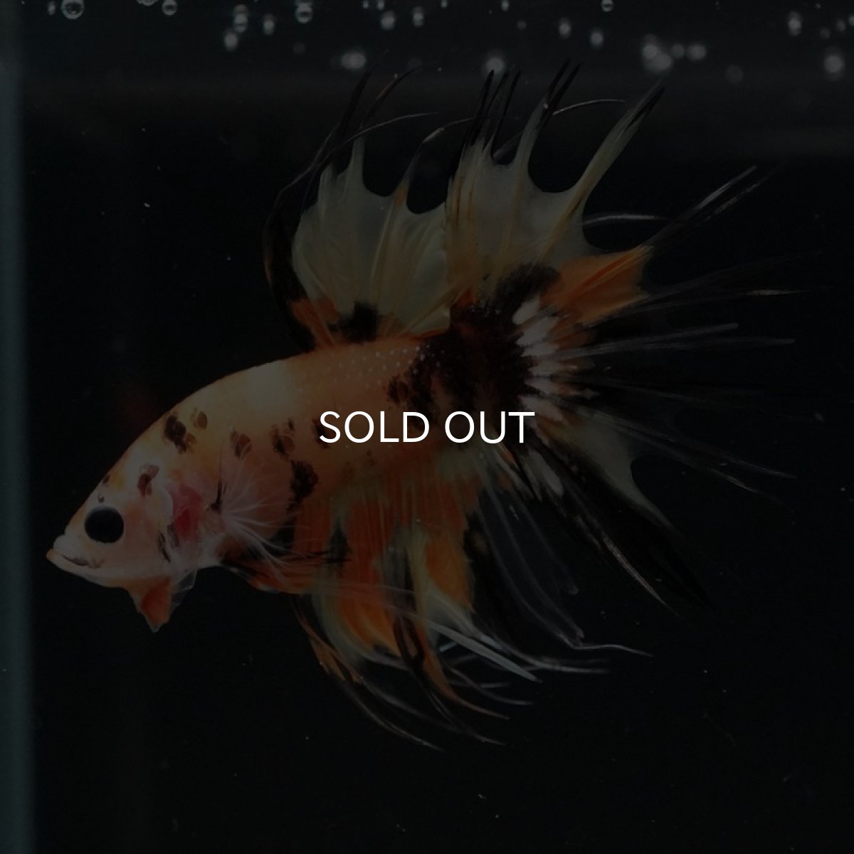 画像2: CT オレンジキャンディ (2)