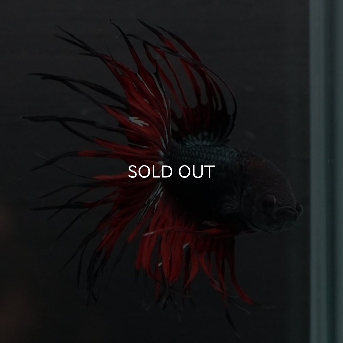 画像7: CT キングクラウン ブラックレッドカッパー (7)