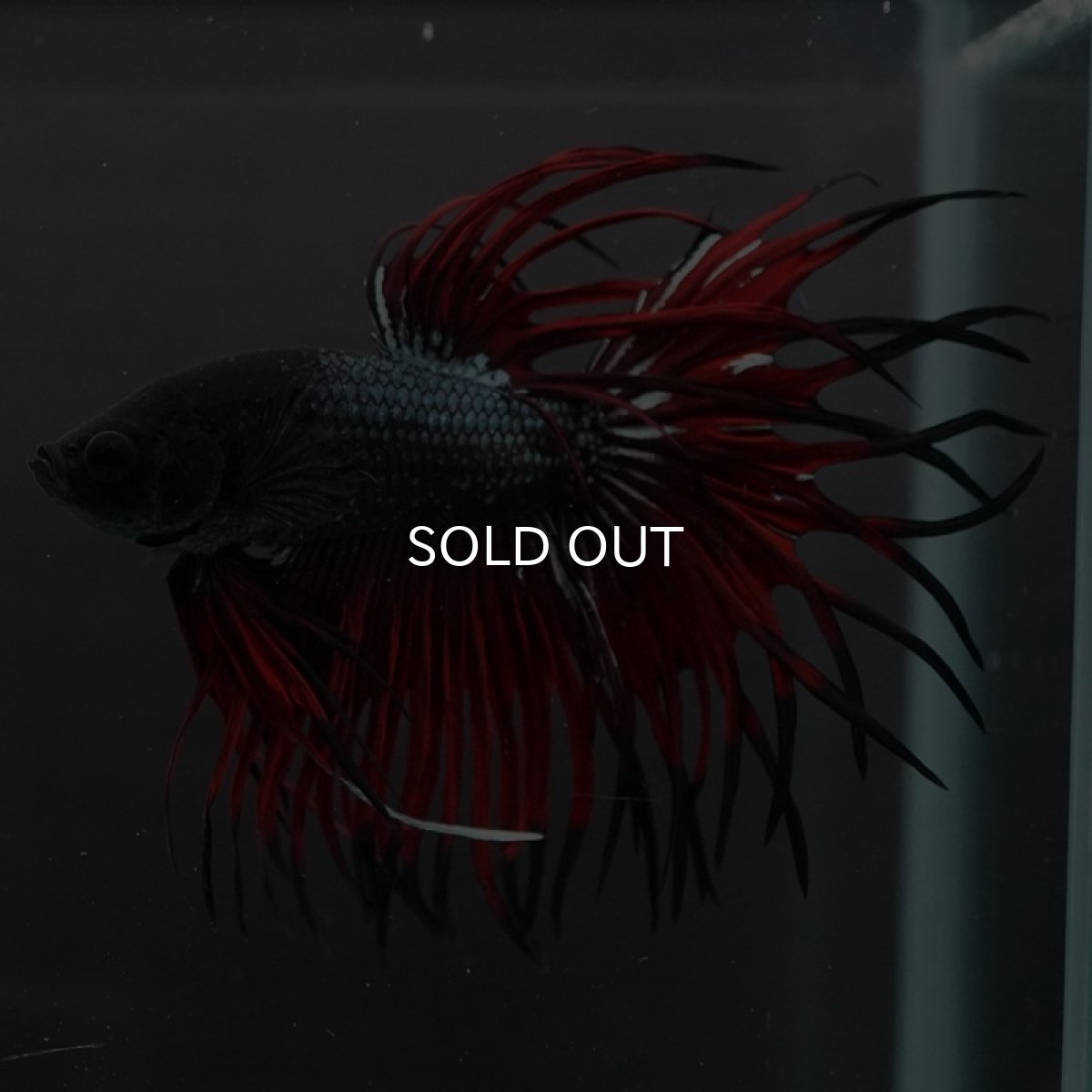 画像2: CT キングクラウン ブラックレッドカッパー (2)