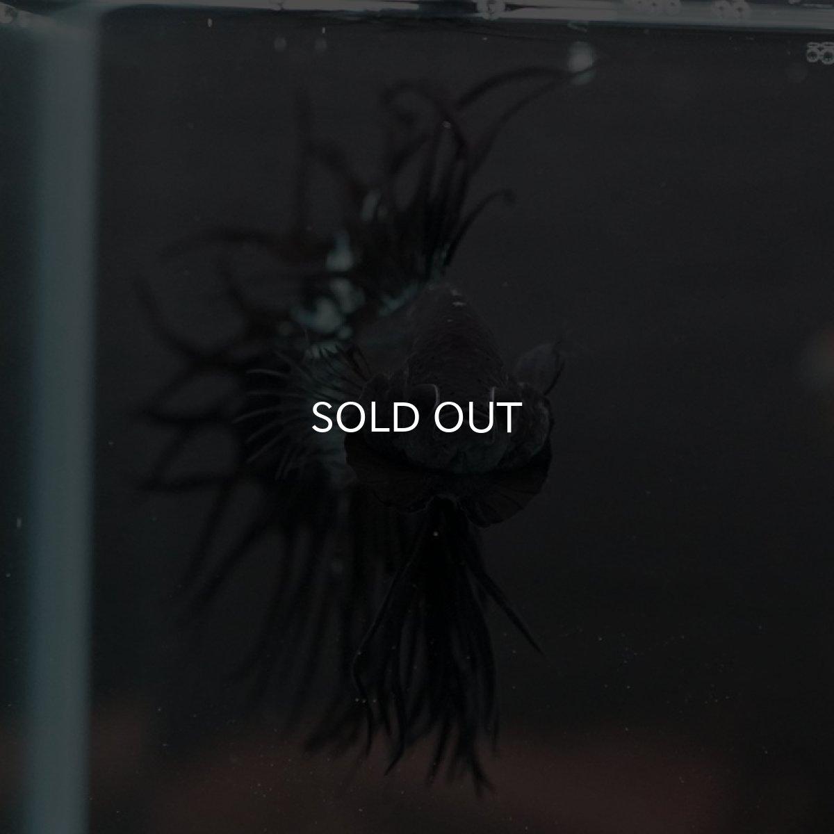 画像6: CT キングクラウン ブラックカッパー (6)