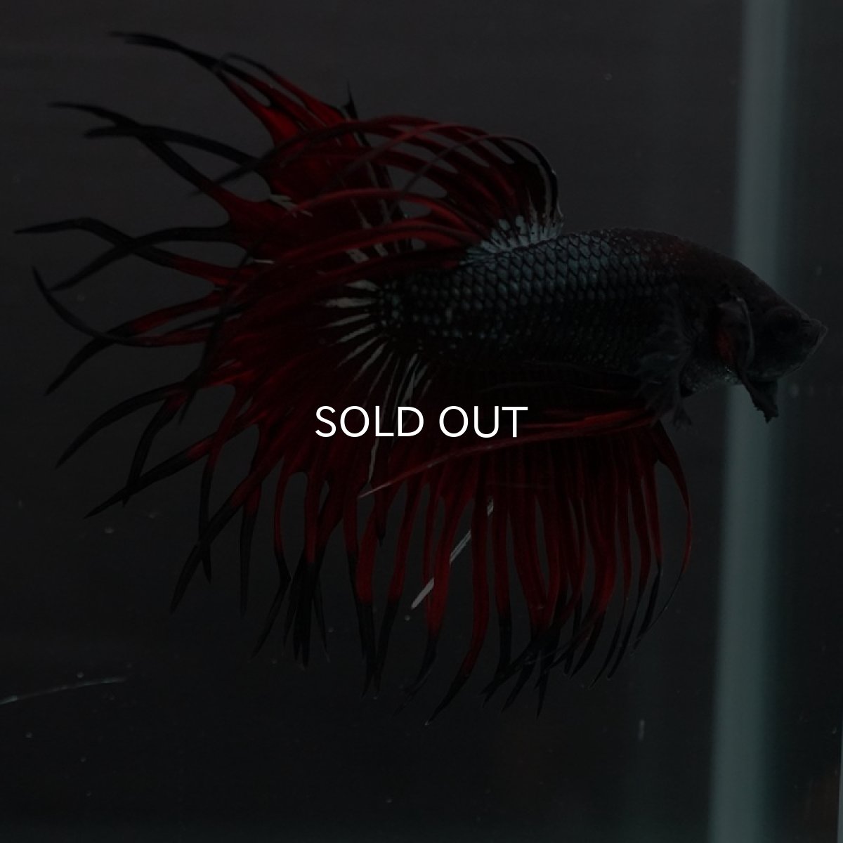 画像4: CT キングクラウン ブラックレッドカッパー (4)