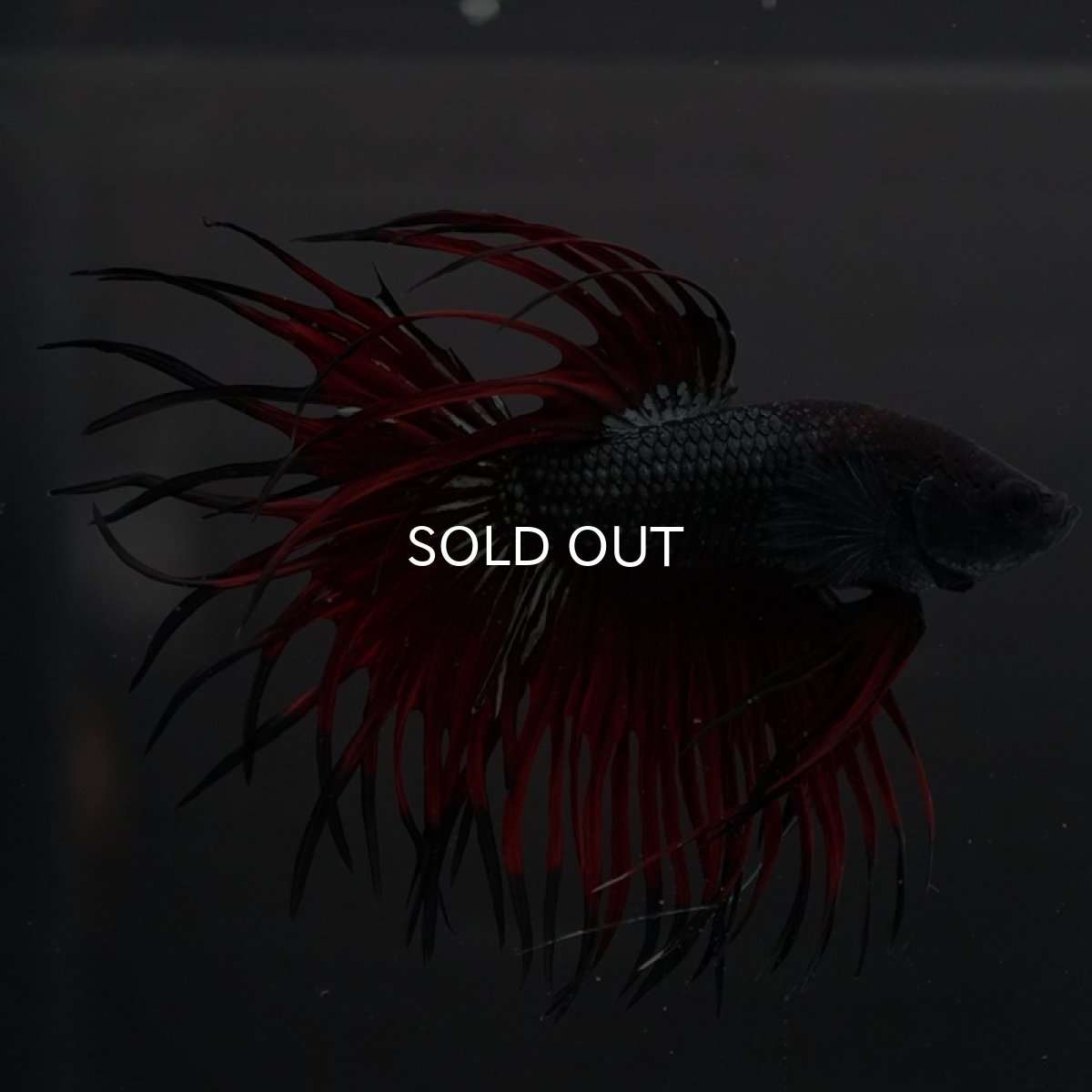 画像6: CT キングクラウン ブラックレッドカッパー (6)