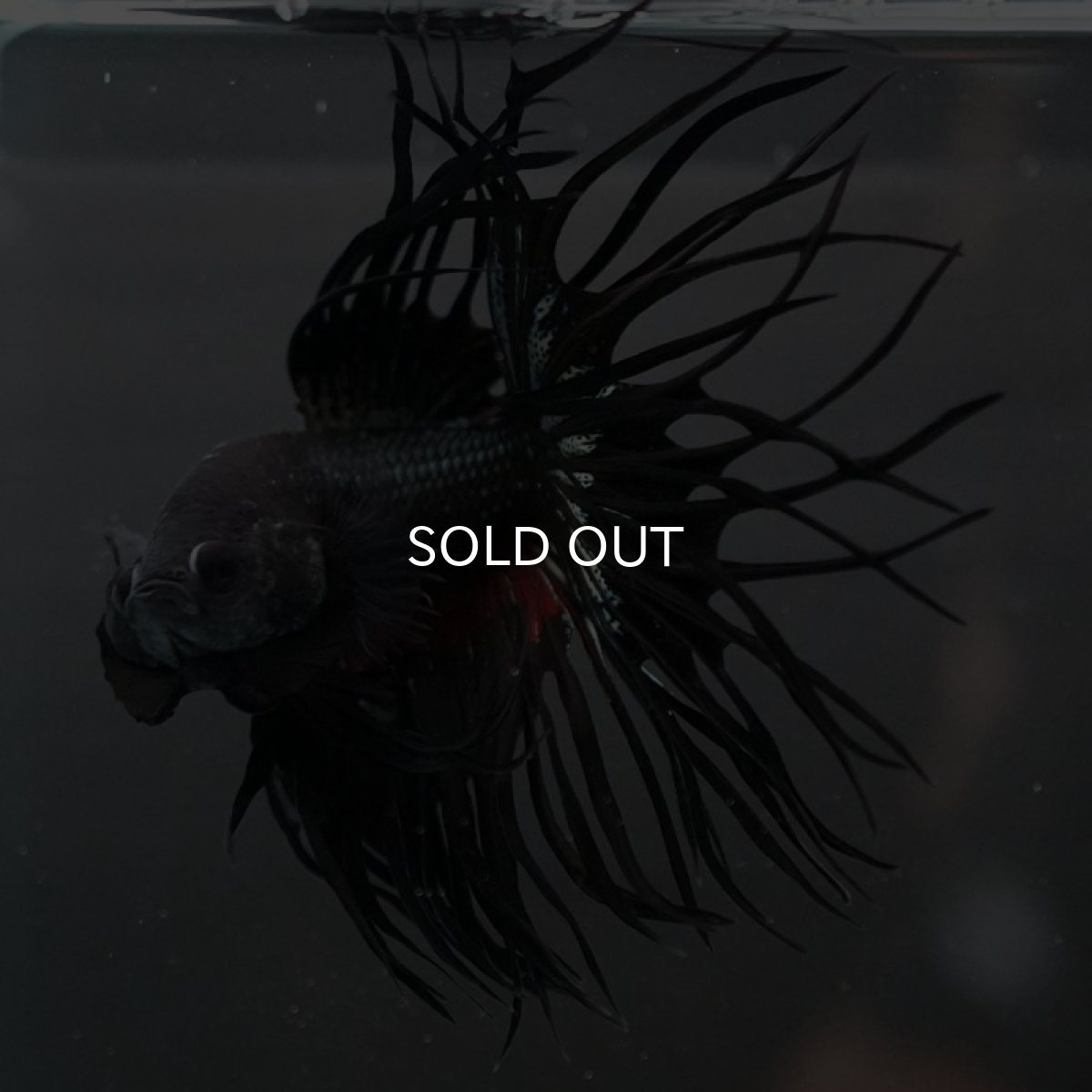 画像5: CT キングクラウン ブラックカッパー (5)