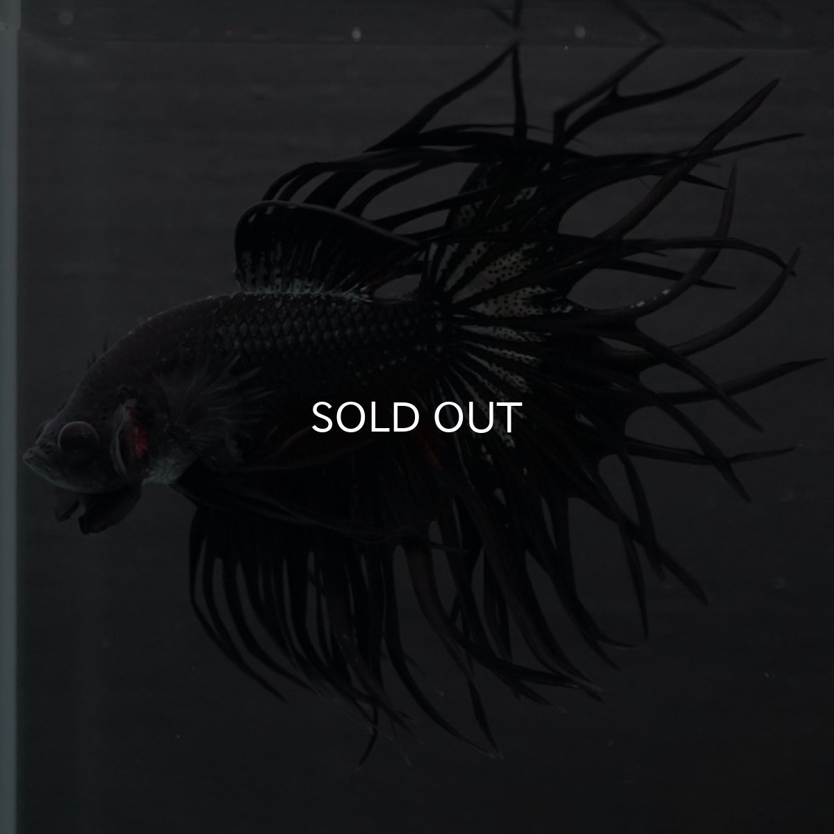 画像4: CT キングクラウン ブラックカッパー (4)