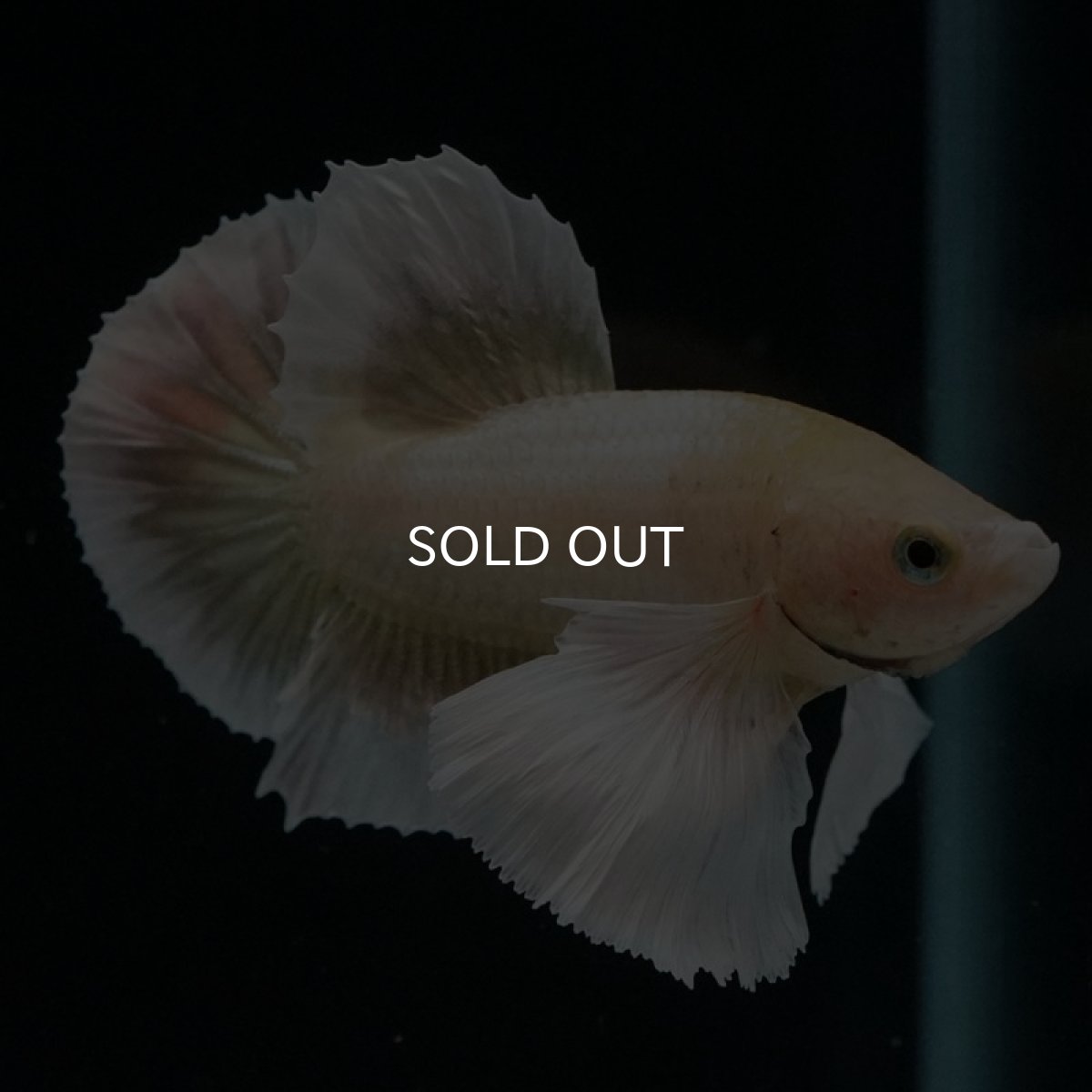 画像12: HMPK　イエローゴールドダンボ (12)