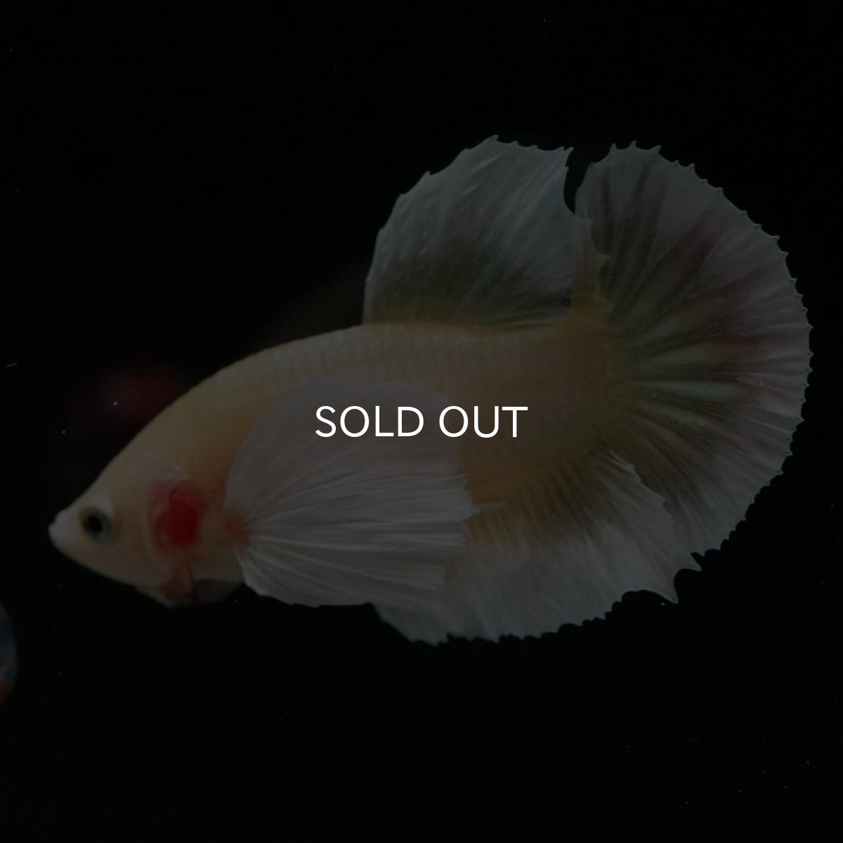 画像11: HMPK　イエローゴールドダンボ (11)