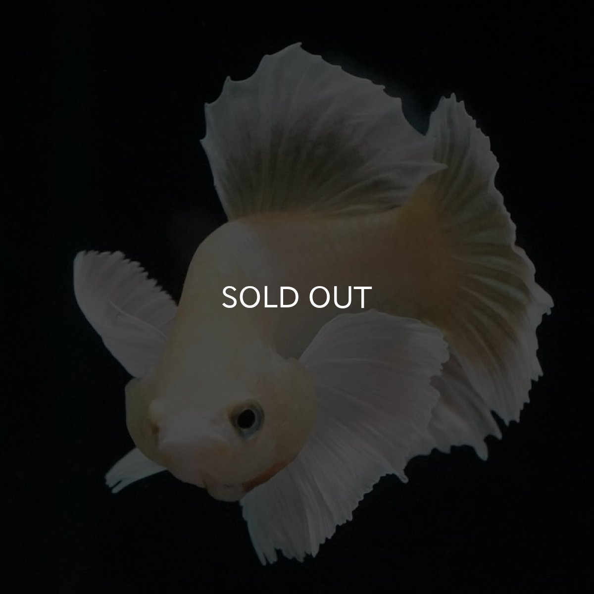 画像10: HMPK　イエローゴールドダンボ (10)