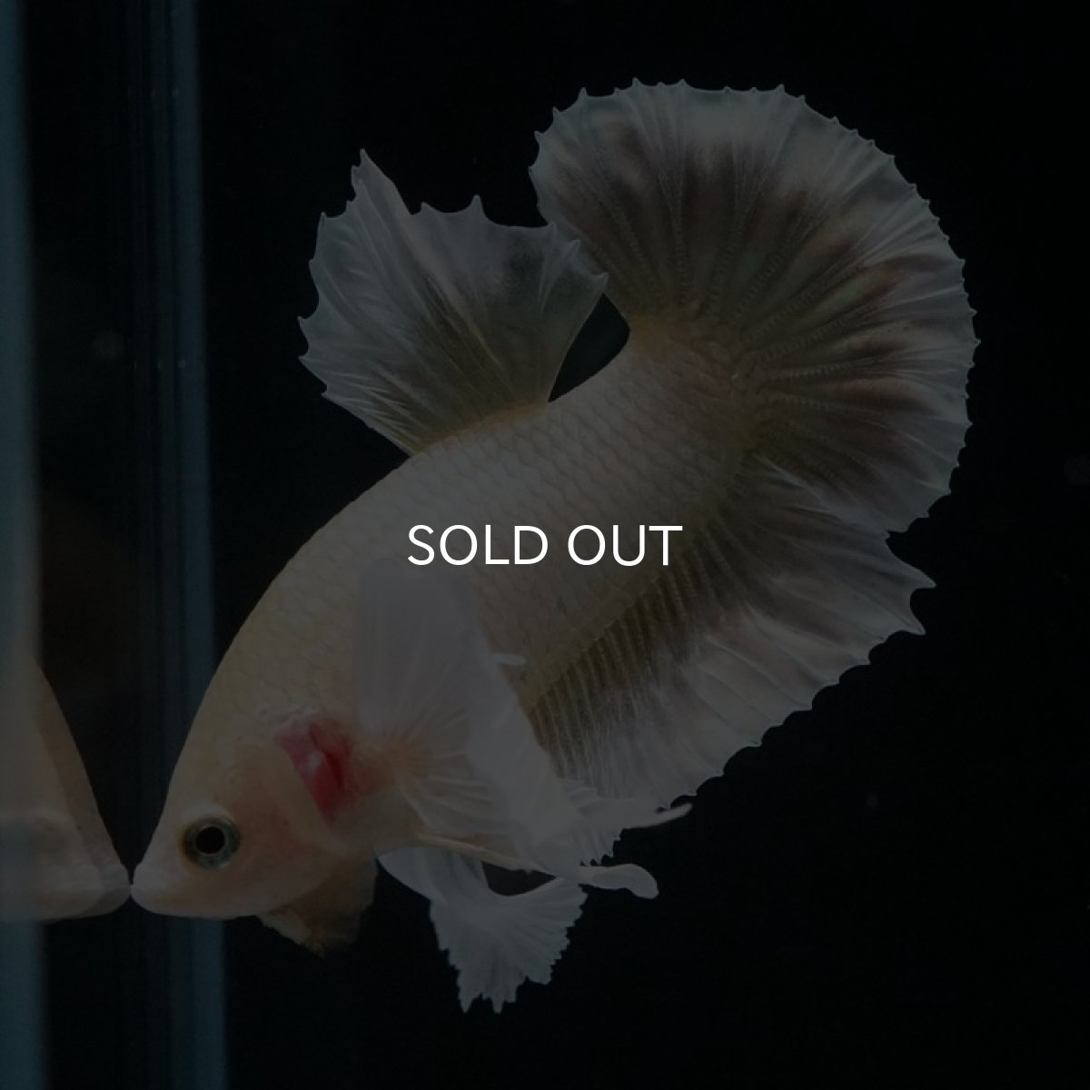 画像9: HMPK　イエローゴールドダンボ (9)