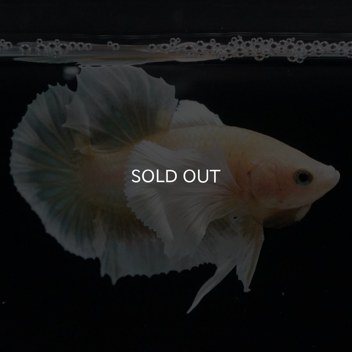 画像7: HMPK　イエローゴールドダンボ (7)