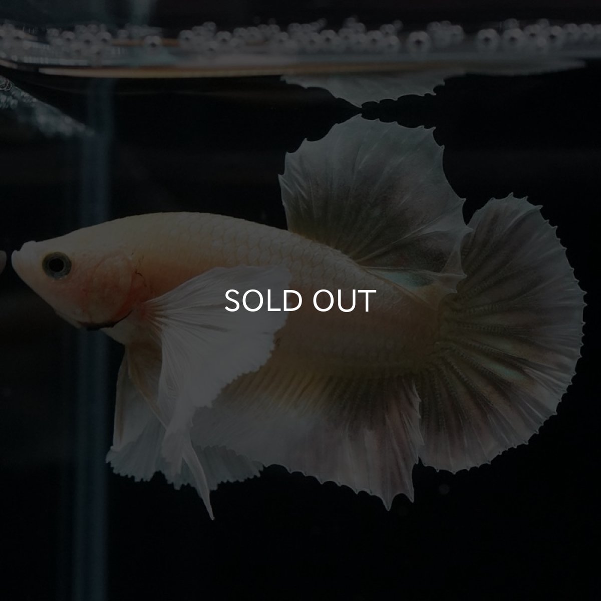 画像3: HMPK　イエローゴールドダンボ (3)