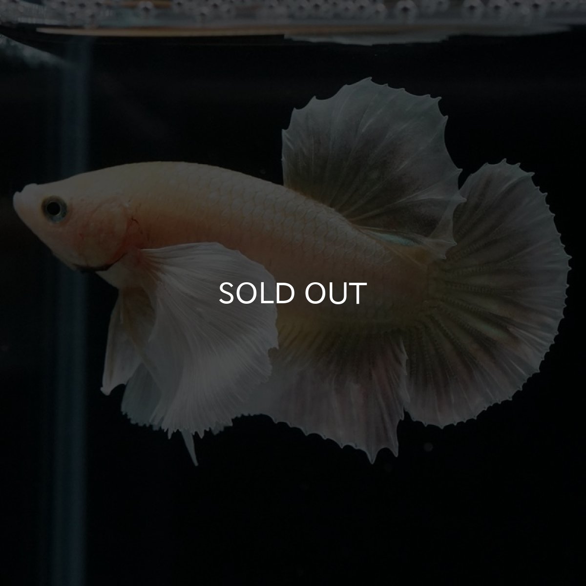 画像2: HMPK　イエローゴールドダンボ (2)