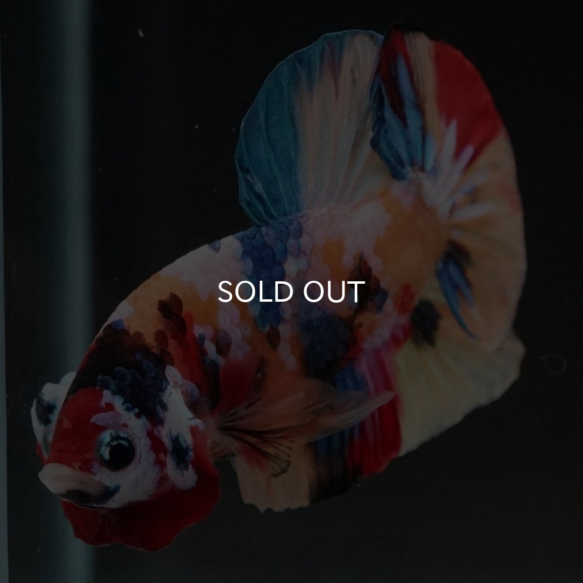 画像9: HMPK　キャンディギャラクシー (9)