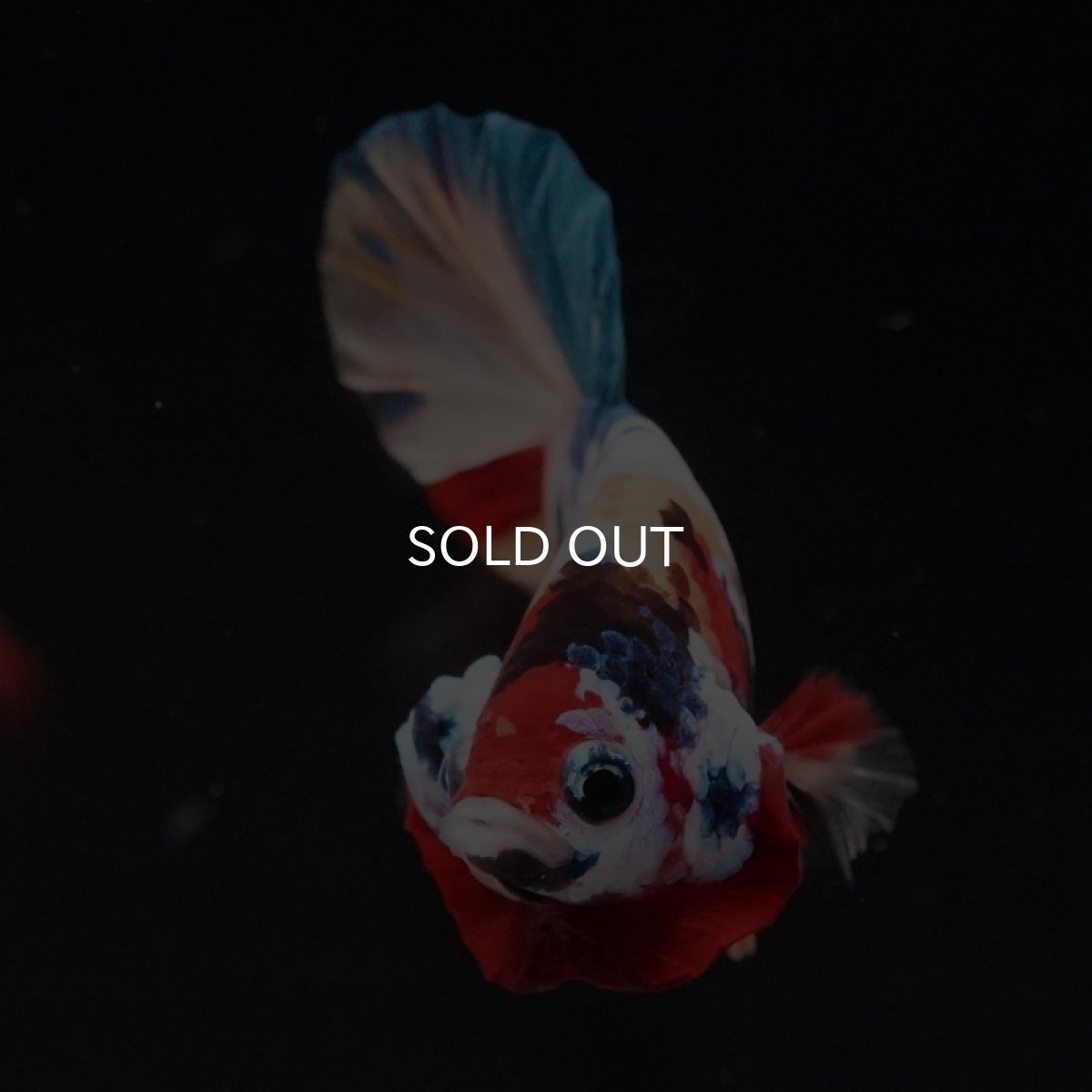 画像8: HMPK　キャンディギャラクシー (8)