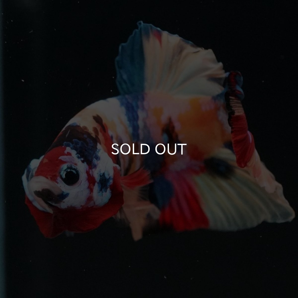 画像7: HMPK　キャンディギャラクシー (7)