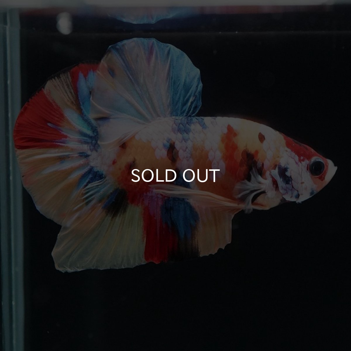 画像5: HMPK　キャンディギャラクシー (5)