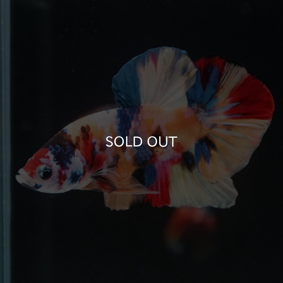 画像4: HMPK　キャンディギャラクシー (4)