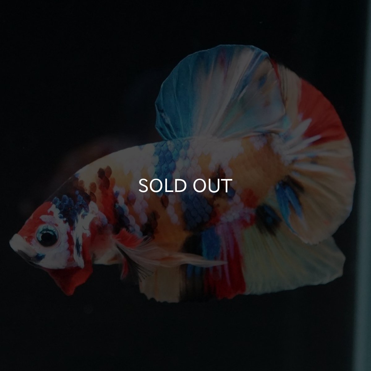 画像3: HMPK　キャンディギャラクシー (3)