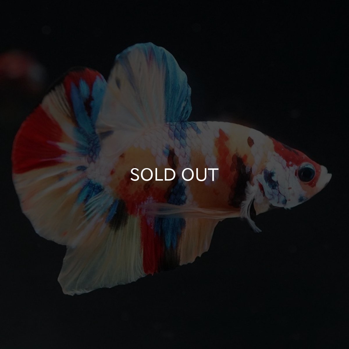 画像2: HMPK　キャンディギャラクシー (2)