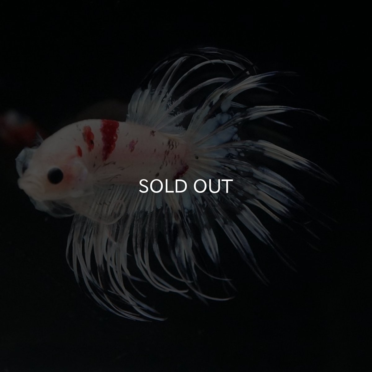 画像4: CT 鯉ホワイトクリア (4)