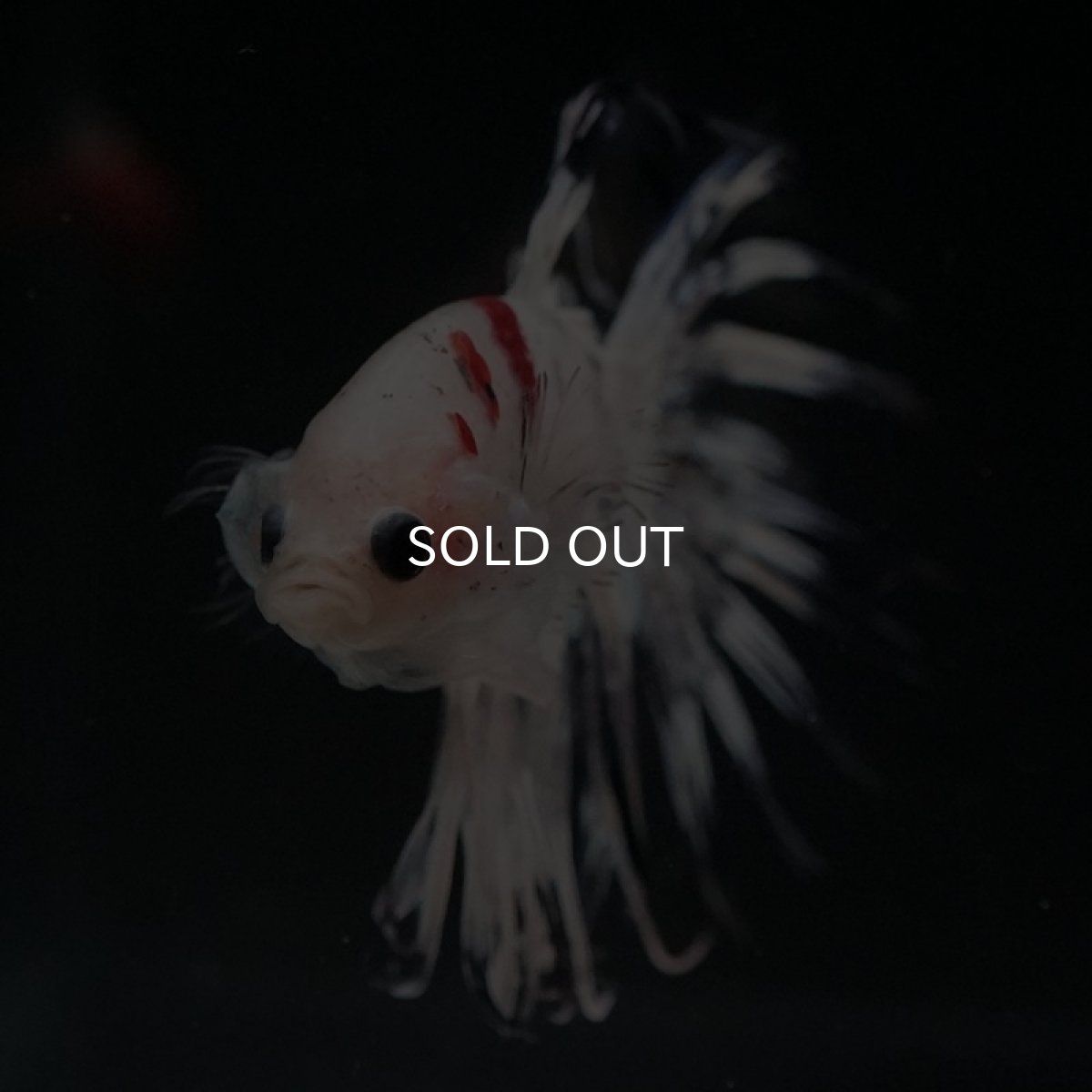 画像3: CT 鯉ホワイトクリア (3)