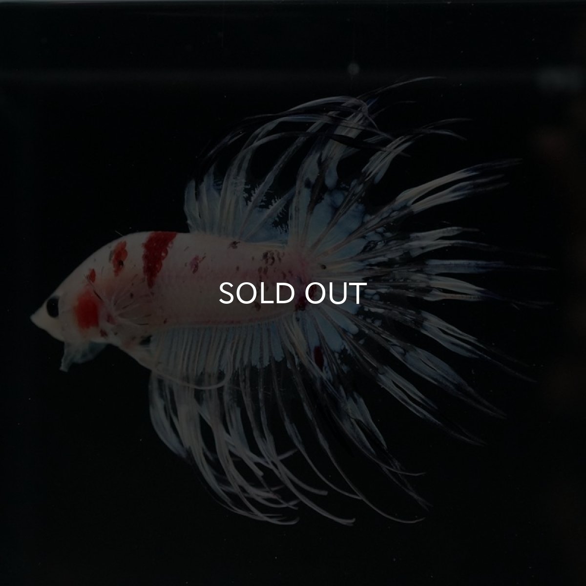 画像2: CT 鯉ホワイトクリア (2)