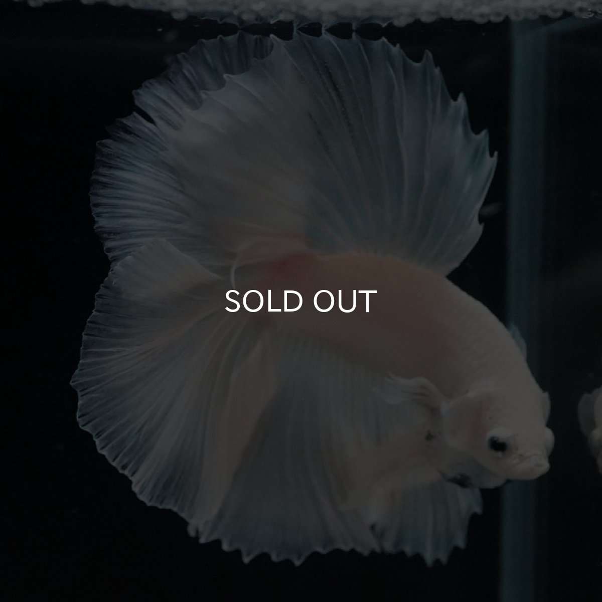 画像8: HM　プラチナホワイト　フルムーン (8)