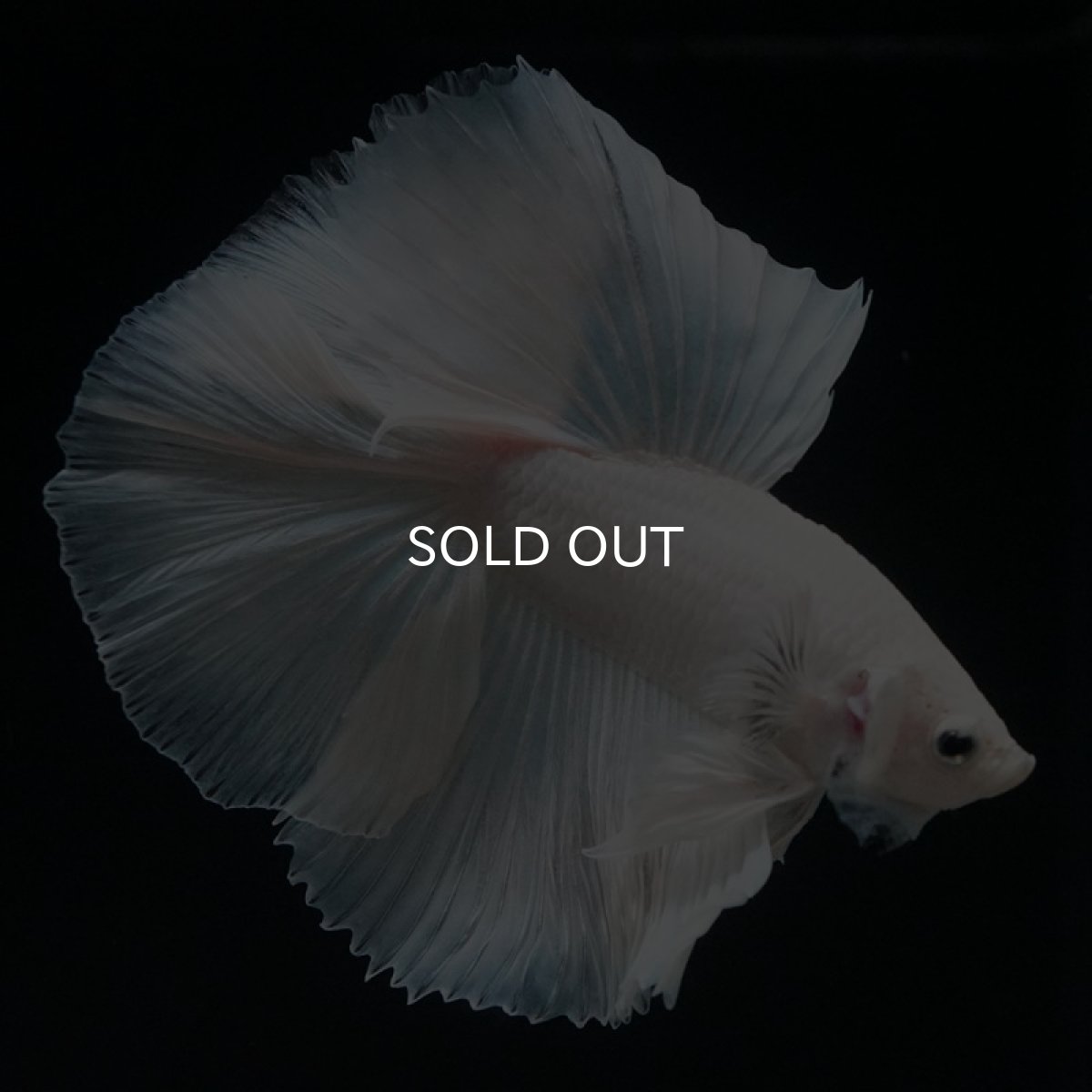 画像2: HM　プラチナホワイト　フルムーン (2)