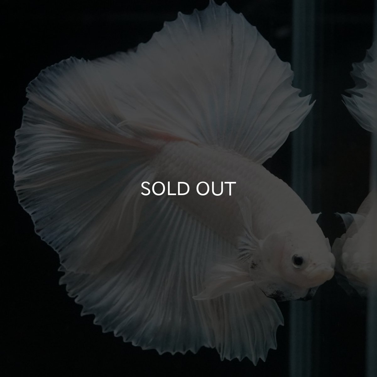 画像6: HM　プラチナホワイト　フルムーン (6)