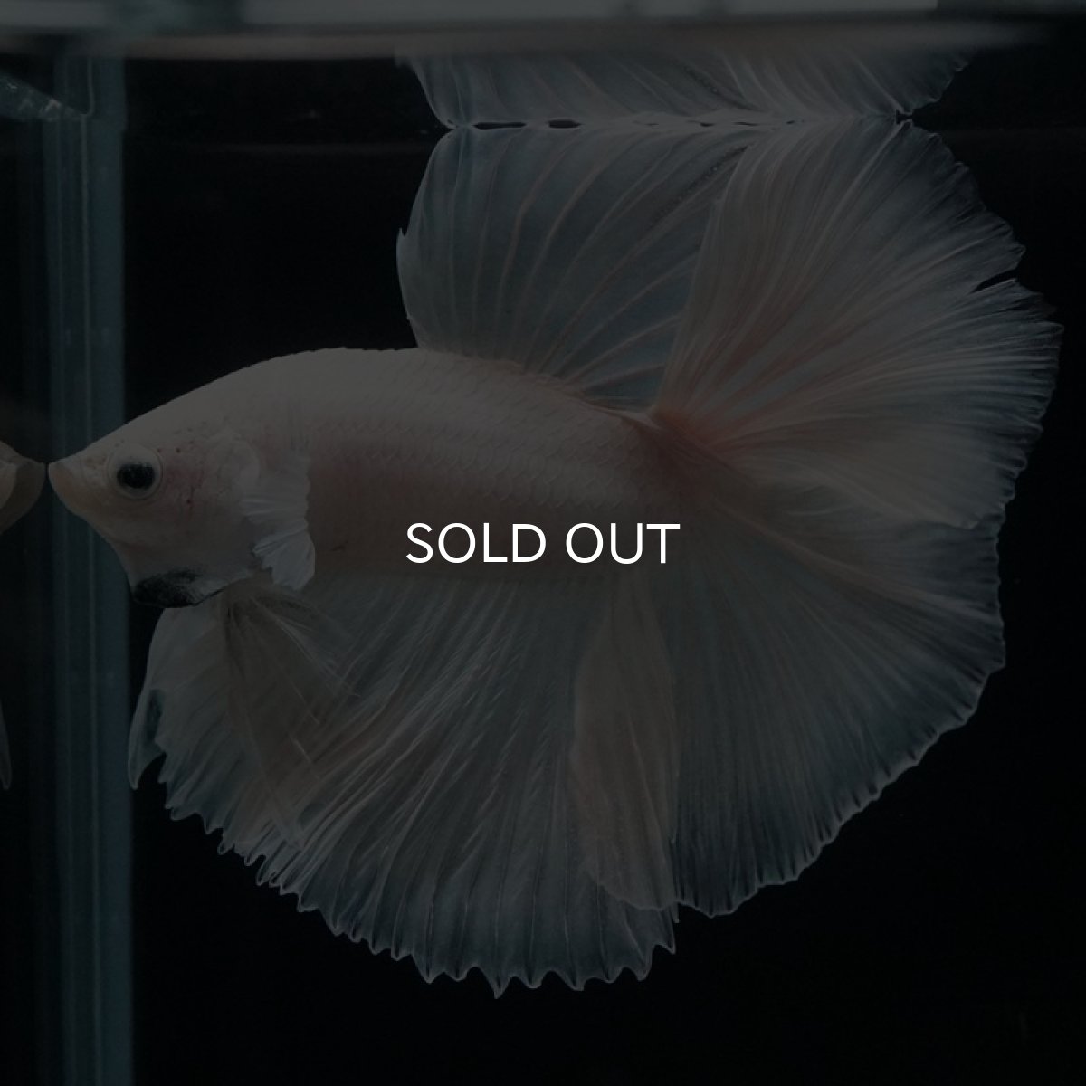 画像5: HM　プラチナホワイト　フルムーン (5)