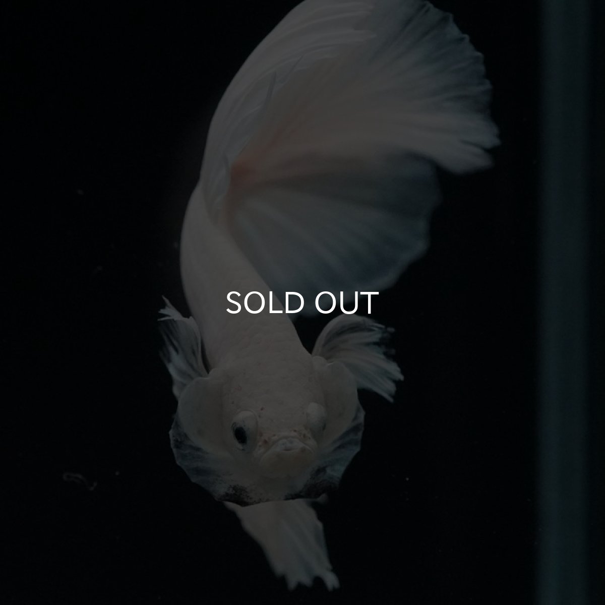 画像3: HM　プラチナホワイト　フルムーン (3)