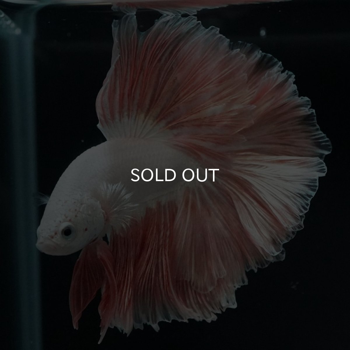 画像11: HM プラチナオレンジ ローズテール (11)