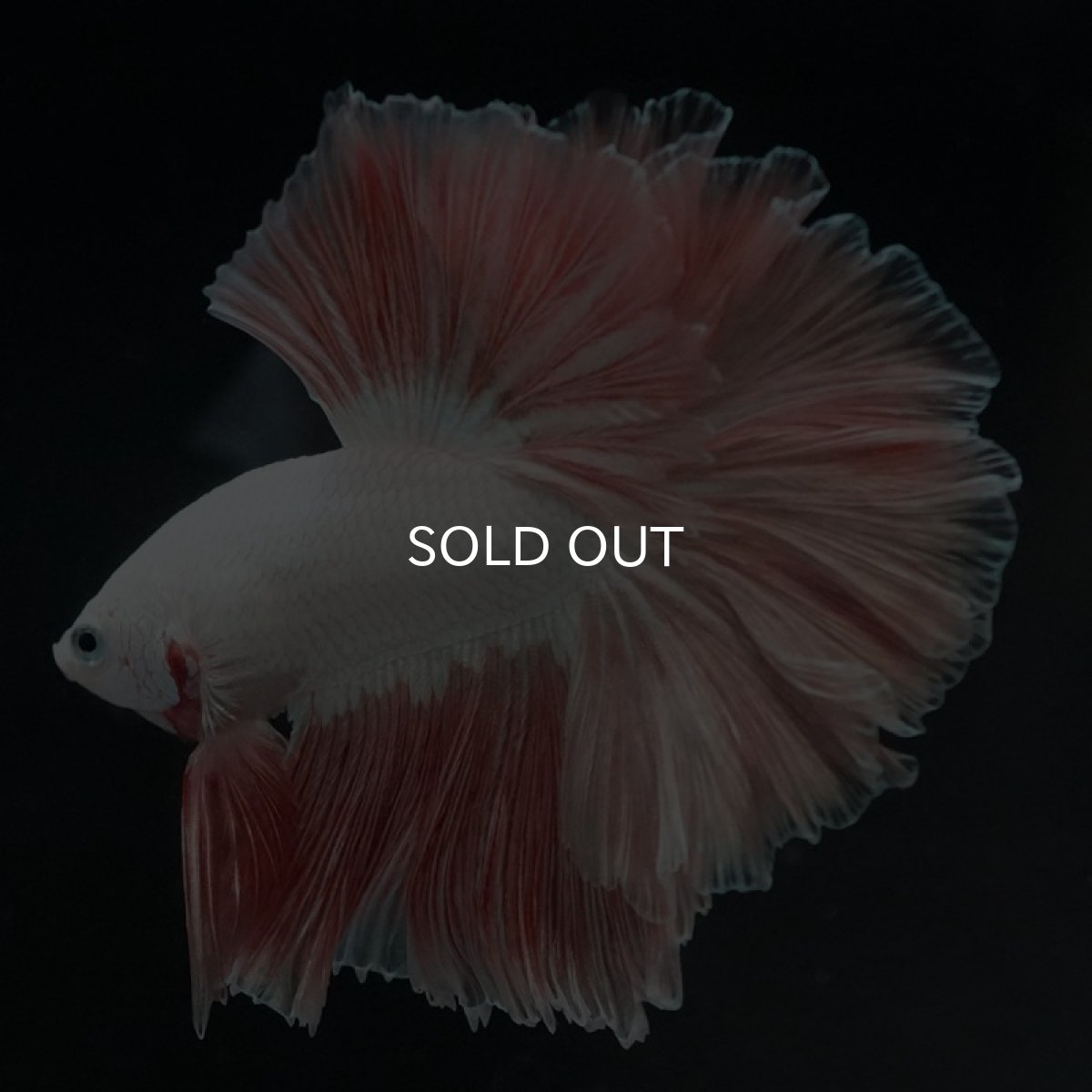 画像10: HM プラチナオレンジ ローズテール (10)