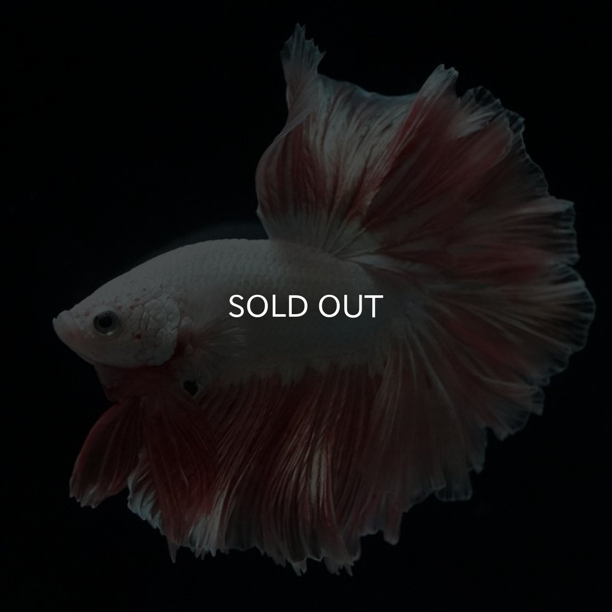 画像9: HM プラチナオレンジ ローズテール (9)