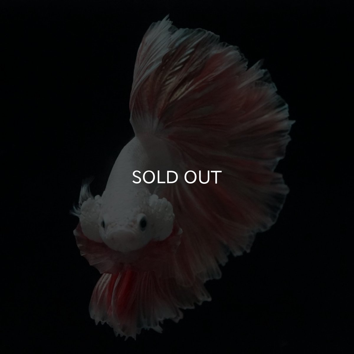 画像8: HM プラチナオレンジ ローズテール (8)