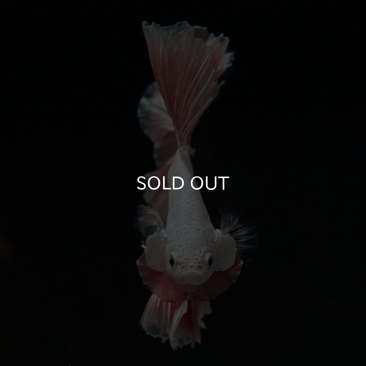 画像7: HM プラチナオレンジ ローズテール (7)