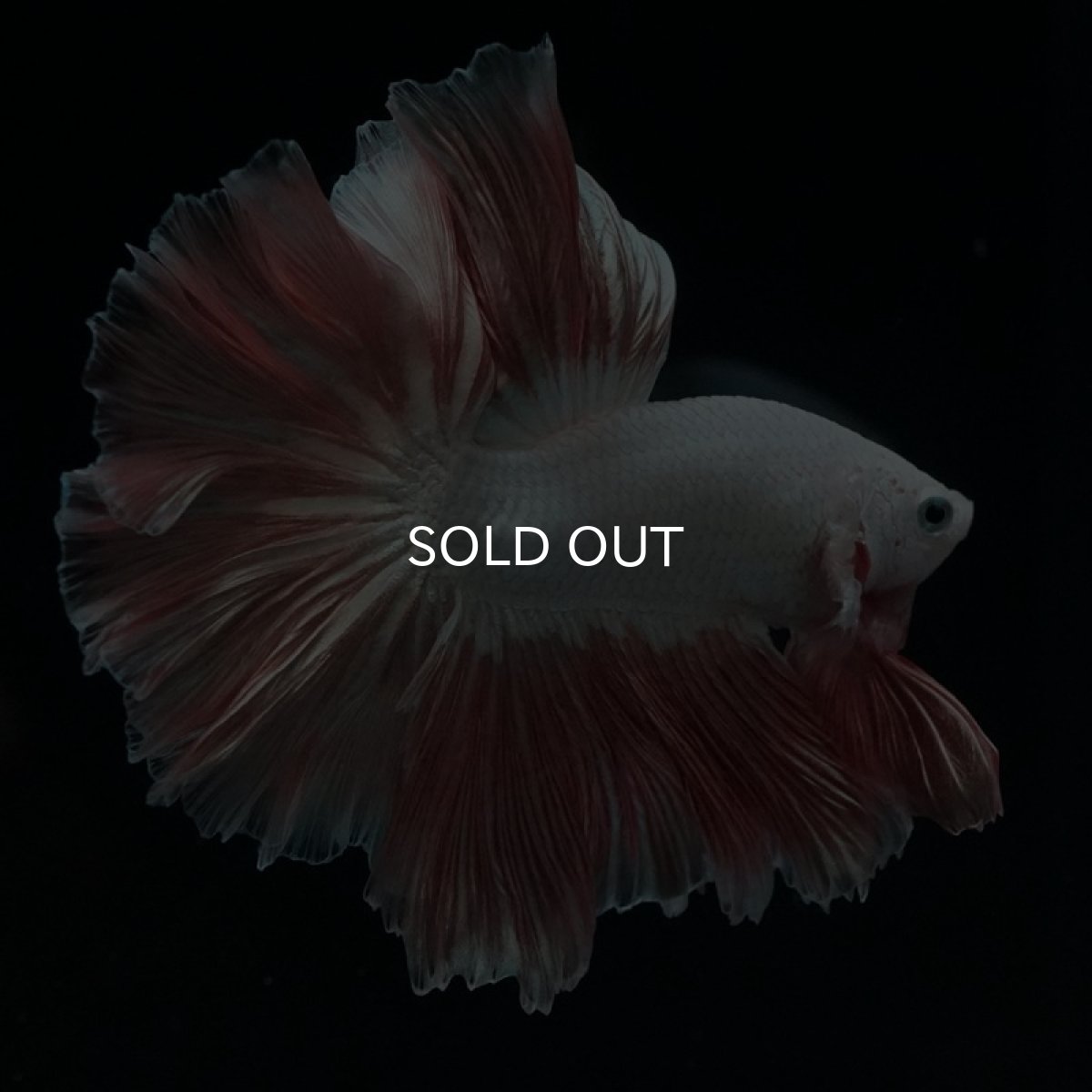 画像6: HM プラチナオレンジ ローズテール (6)