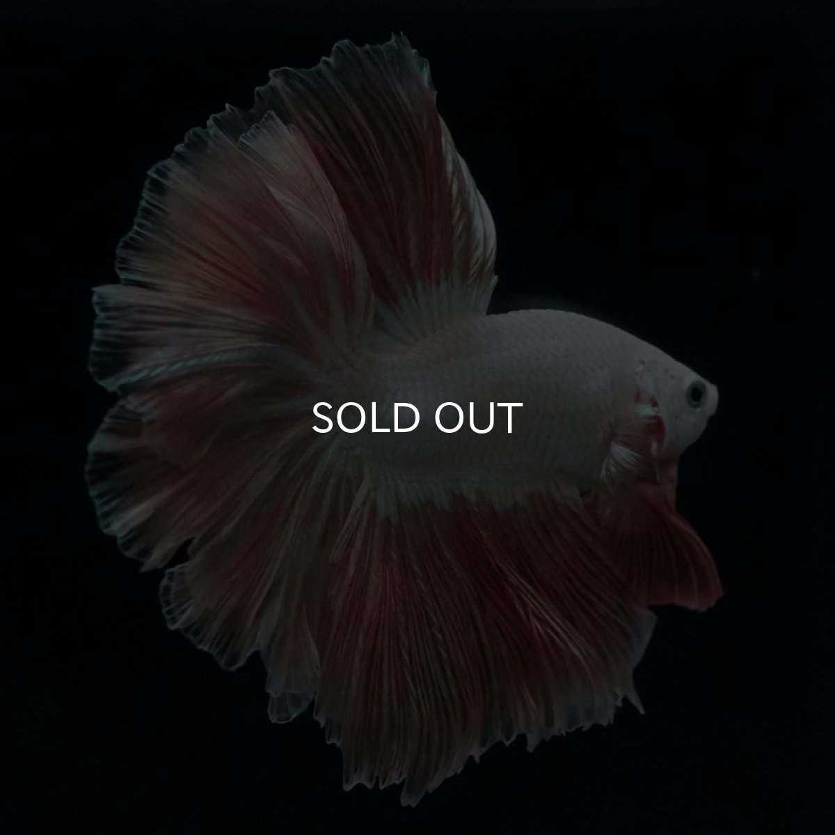 画像5: HM プラチナオレンジ ローズテール (5)