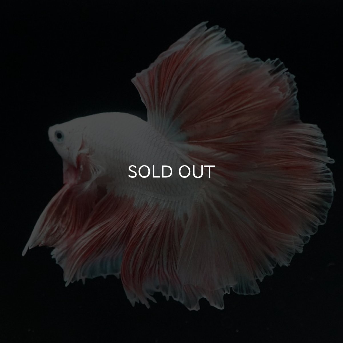 画像4: HM プラチナオレンジ ローズテール (4)