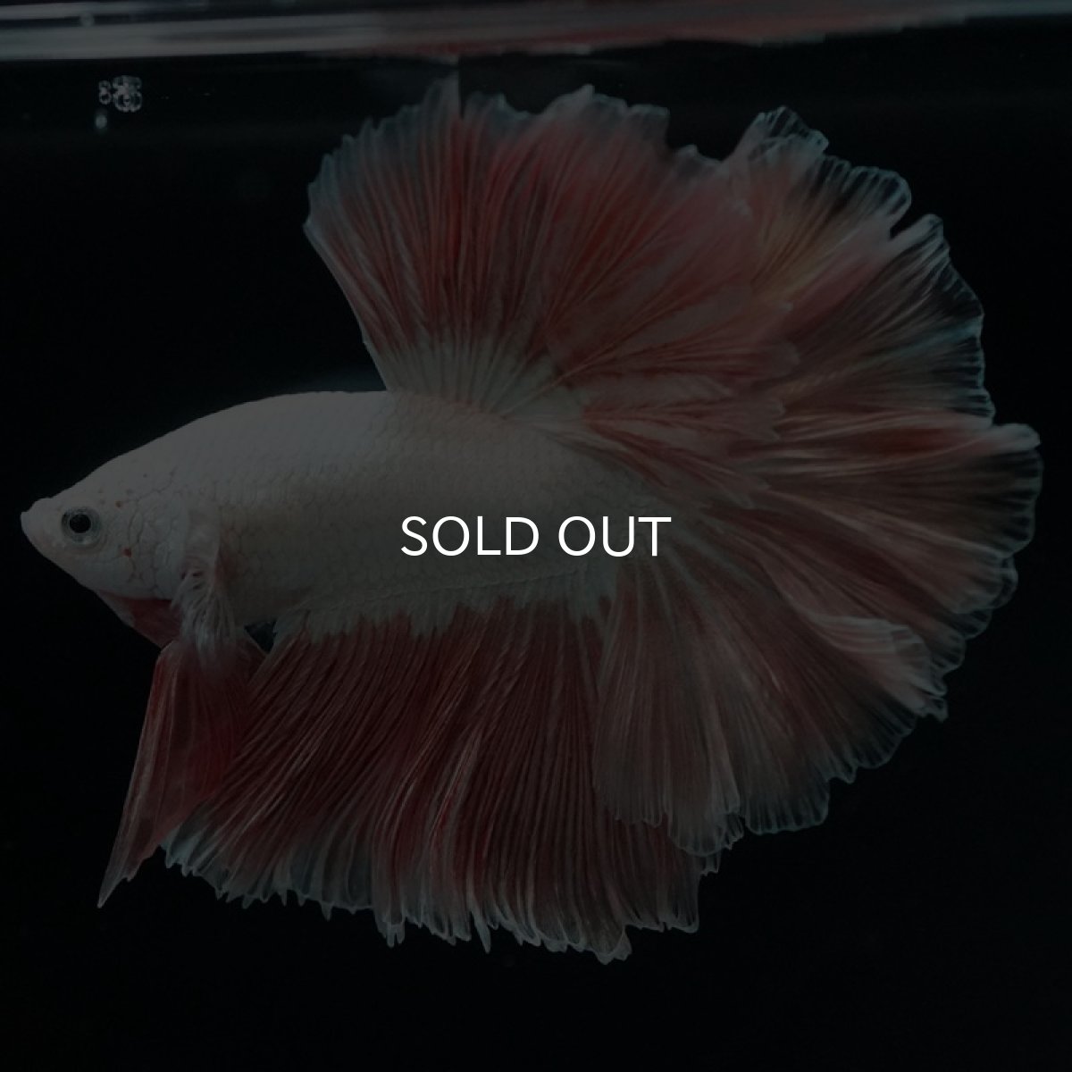 画像3: HM プラチナオレンジ ローズテール (3)