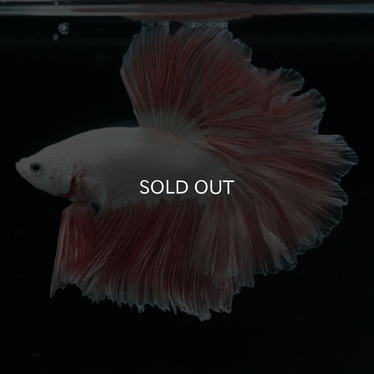 画像2: HM プラチナオレンジ ローズテール (2)