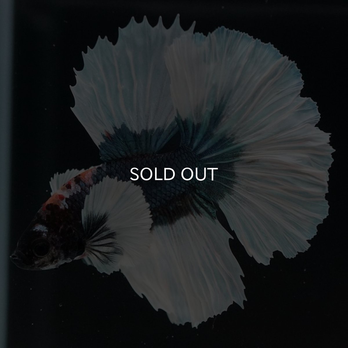 画像6: HM　ダンボ　ブルーバタフライ (6)