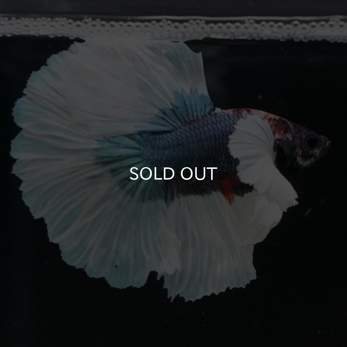 画像5: HM　ダンボ　ブルーバタフライ (5)