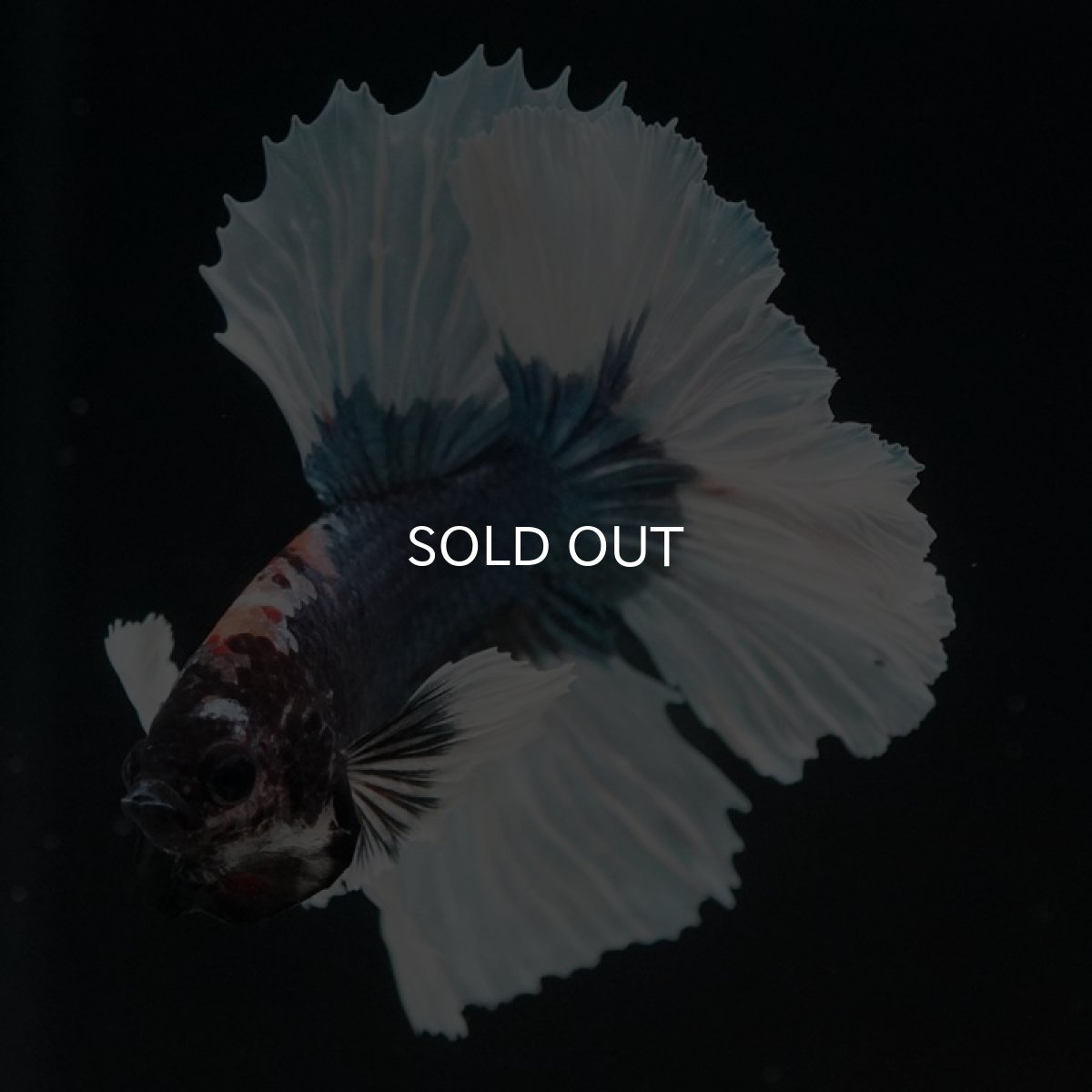 画像4: HM　ダンボ　ブルーバタフライ (4)