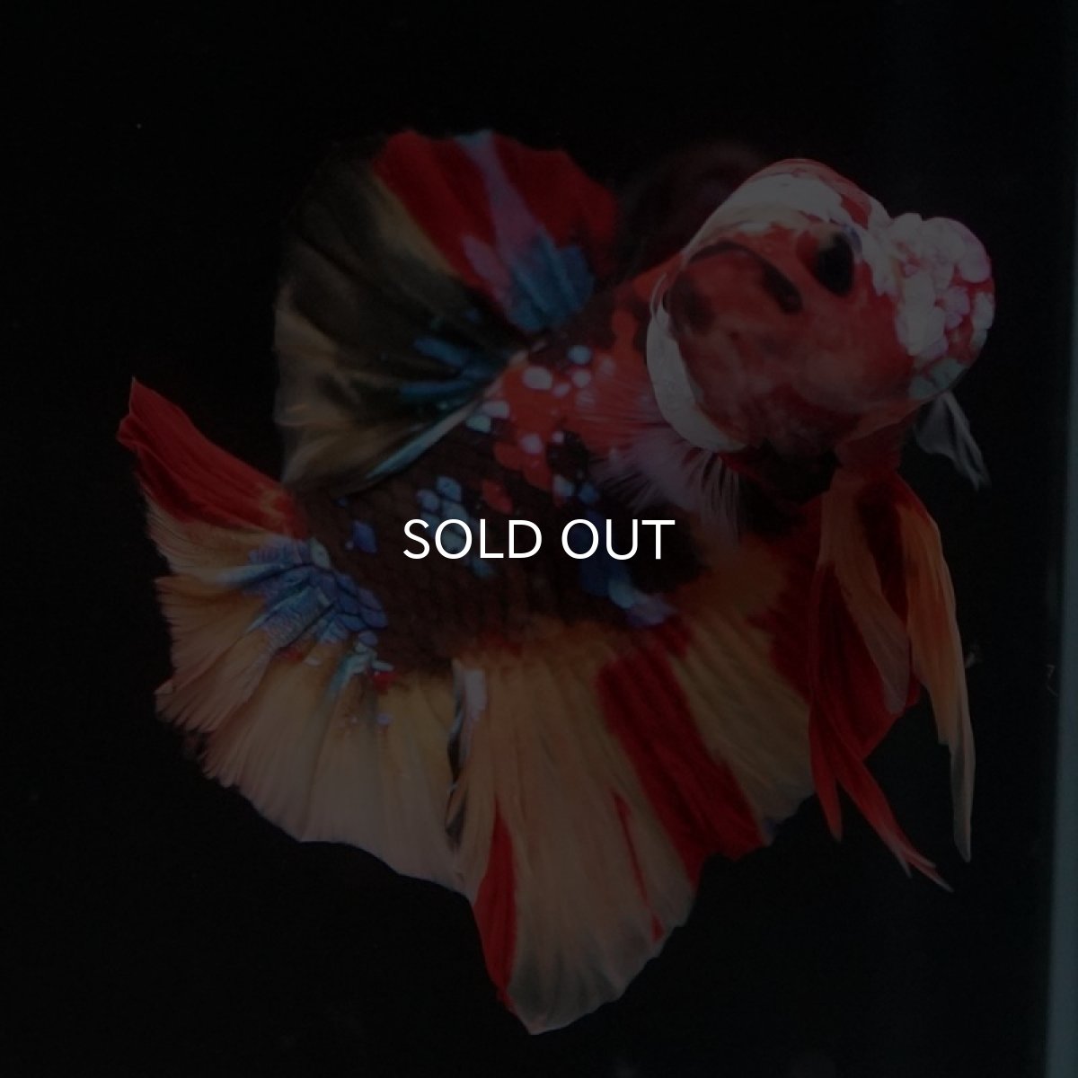 画像3: HMPK　キャンディギャラクシー (3)