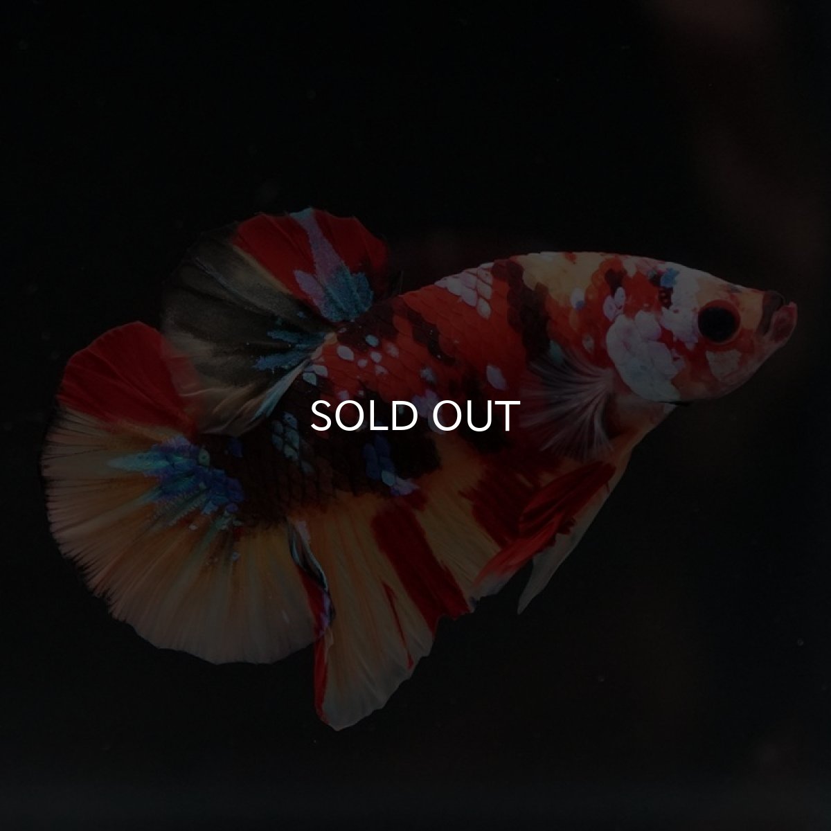 画像6: HMPK　キャンディギャラクシー (6)