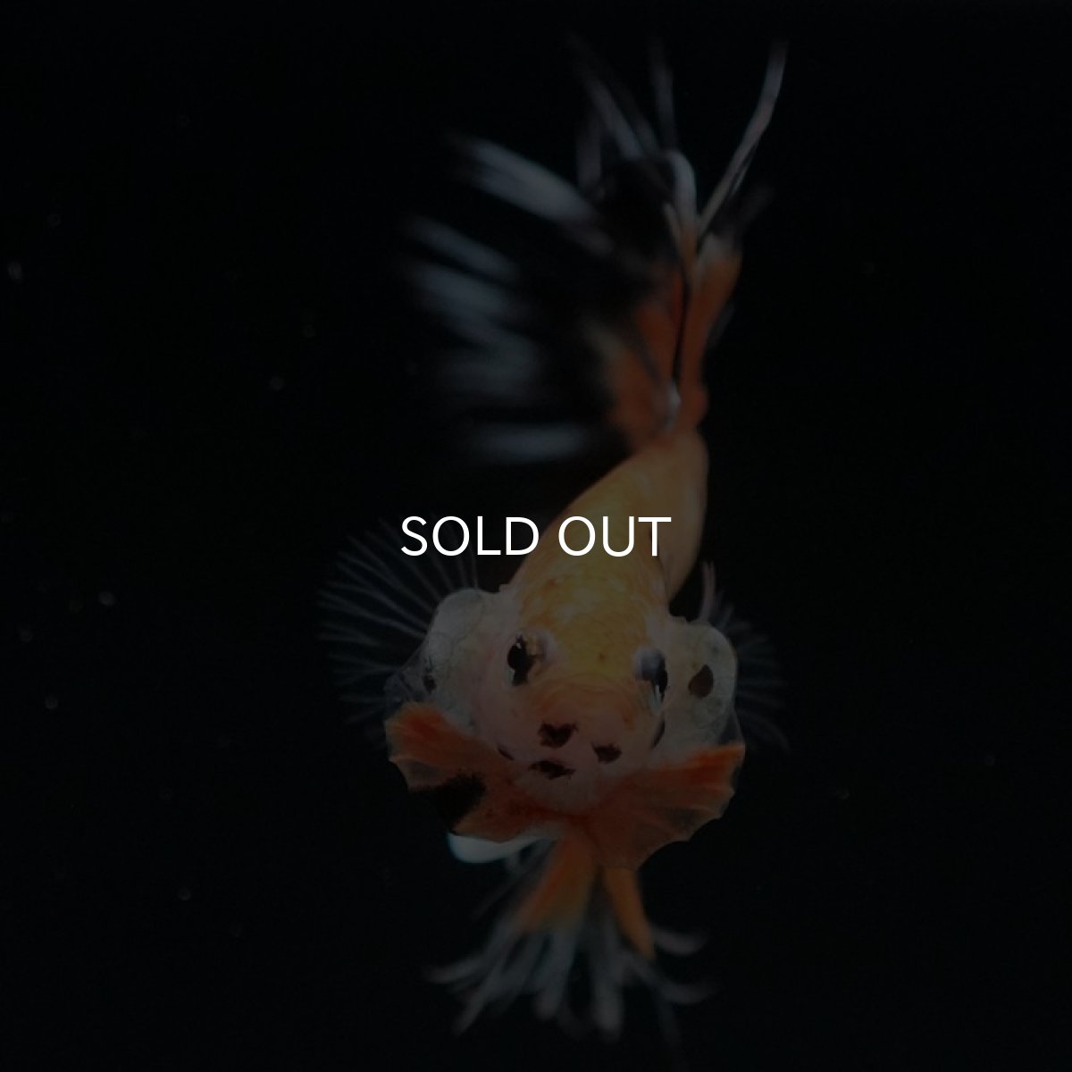 画像3: CT オレンジキャンディ (3)