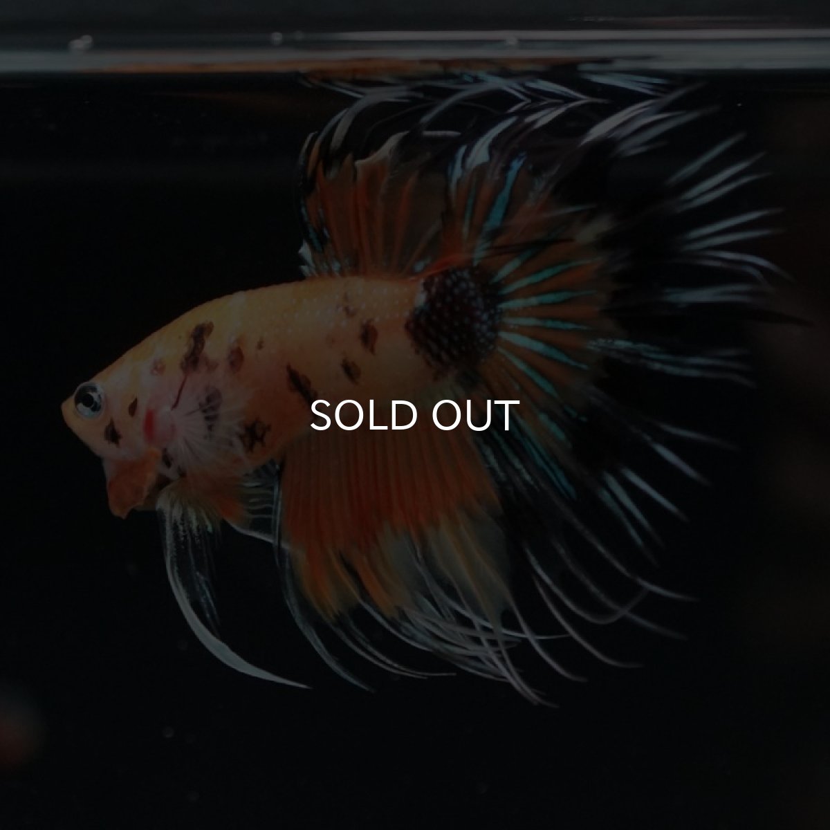 画像8: CT オレンジキャンディ (8)