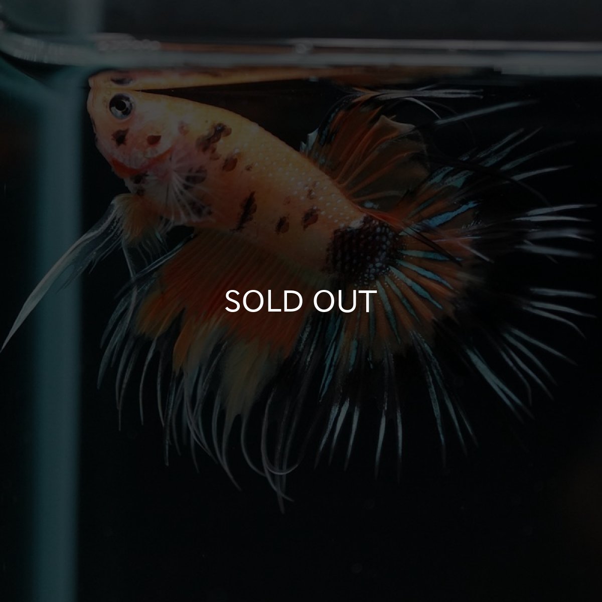 画像7: CT オレンジキャンディ (7)